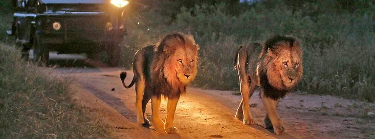 Lions walking in front of Safari vehicles