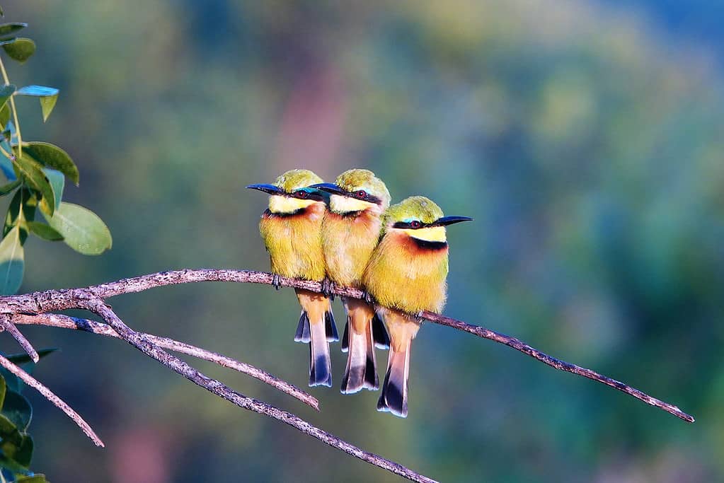 Bee Eaters Together