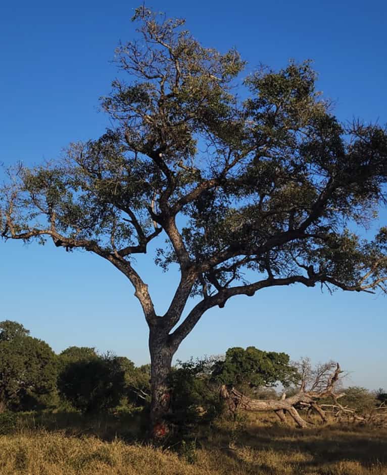 The magnificent Marula Tree