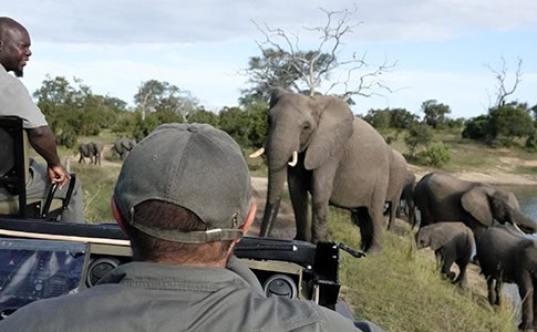 Vibrant wildlife safari scene at Idube Game Reserve featuring elephants and other animals on a guided game drive in South Africa.