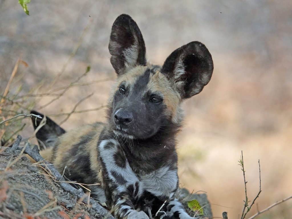 A young African wild dog pup resting on the ground amid dry grass and twigs in Idube Game Reserve, showcasing early life in the savannah ecosystem.